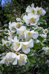 Eucryphia glutinosa brush bush White Blossom