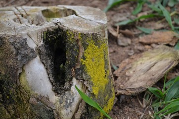 Tronco de árvore antiga cortado