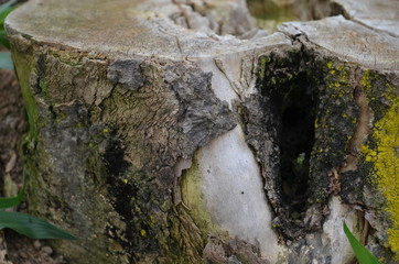 Tronco de árvore com casca antigo