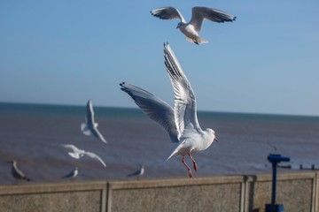 Seagulls in Hornsea