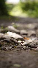 roots in forest