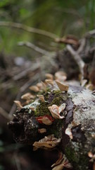 mushrooms on tree