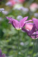 Violette Tulpen