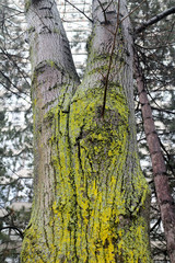 Mossy  trunk of a tree