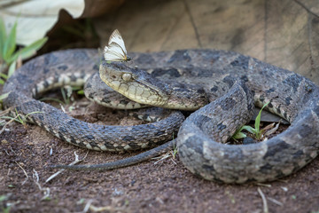 Deadly Fer-de-lance (Terciopelo) Pit Viper Snake with butterfly on nose; Photographed in Costa Rica