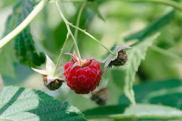 red raspberries on a branch