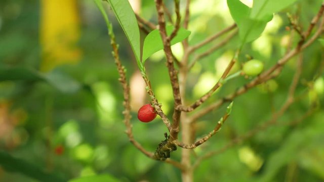 Erythroxylum coca, coca bush in a flowerpot in a tropical greenhouse, science research, plant ripe red fruit, leaves, extraction alkaloids, South America
