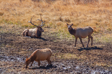 Bull and Cow Elk During the Fall Rut