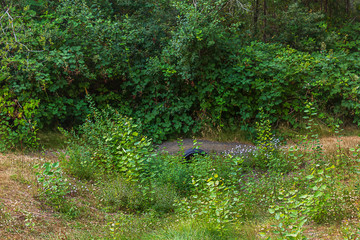 tire made of rubber arching over a culvert with overgrown weeds