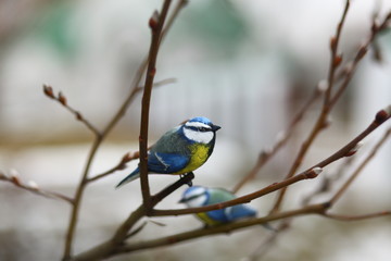 wooden hand carved figures of blue tits on the nature/new year /winter background