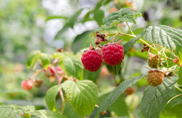 red raspberries on a branch