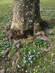 Tree Trunk on Flowering Meadow, Backgrounds, Nature