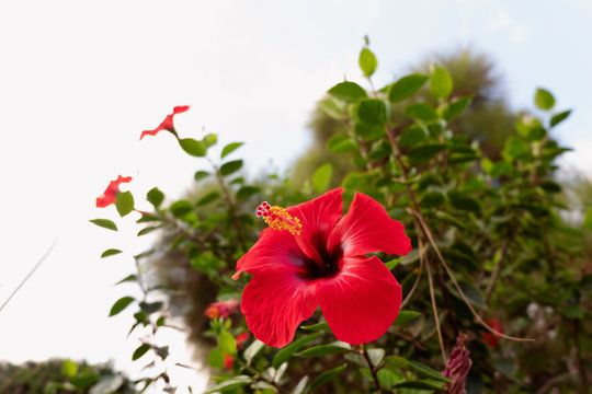 Red Hawaiian Hibiscus Flower