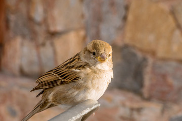 Common sparrow or pardal in the foreground