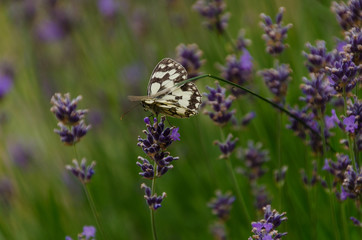 White and black butterfly on a lavender flower