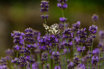 White and black butterfly on a lavender flower