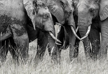 elephants