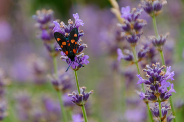 Black butterfly with red dots on a lavender flower
