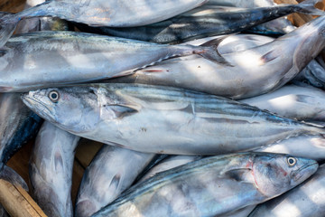 Fresh bonitos in the wooden box