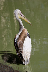 Pelican at summer day
