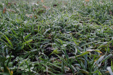 grass in the frost frosty autumn morning