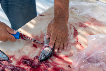 cutting and cleaning bonitos for sale