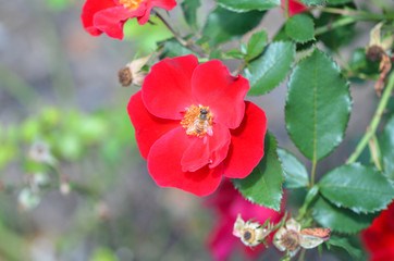 Roses in the gardens of the Biltmore Estate in Asheville, NC