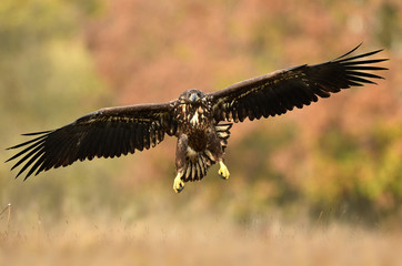 White tailed eagle (Haliaeetus albicilla)
