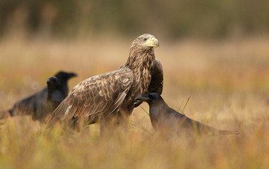 White tailed eagle (Haliaeetus albicilla)