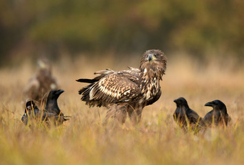White tailed eagle (Haliaeetus albicilla)