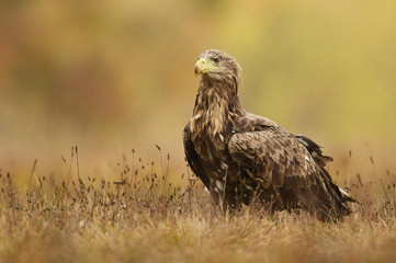 White tailed eagle (Haliaeetus albicilla)