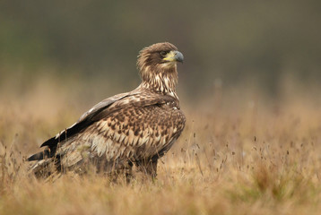 White tailed eagle (Haliaeetus albicilla)