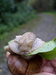 Schnecke