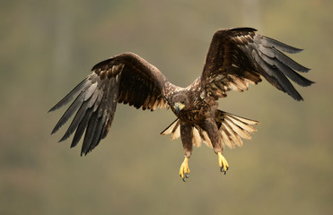 White tailed eagle (Haliaeetus albicilla)