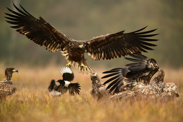 White tailed eagle (Haliaeetus albicilla)