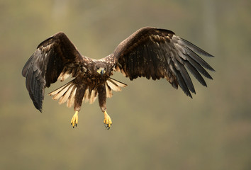 White tailed eagle (Haliaeetus albicilla)