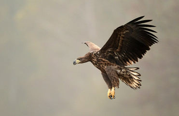 White tailed eagle (Haliaeetus albicilla)
