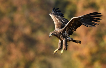 White tailed eagle (Haliaeetus albicilla)