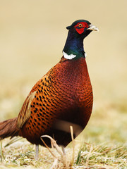 Ringneck Pheasant (Phasianus colchicus)
