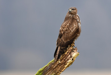 Common buzzard (Buteo buteo)