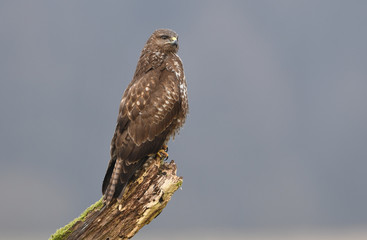 Common buzzard (Buteo buteo)