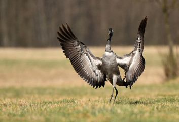 Common crane (Grus grus)