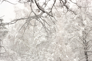 Strange branches covered with snow background winter concept