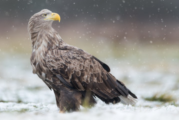 White tailed eagle (Haliaeetus albicilla)