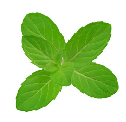 fresh mint leaves isolated on white background