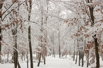 Strange branches covered with snow background winter concept