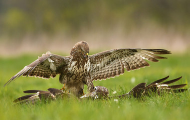 Common buzzards (Buteo buteo)