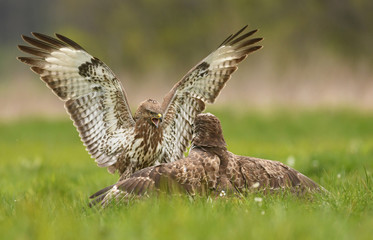Common buzzards (Buteo buteo)