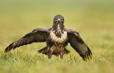 Common buzzard (Buteo buteo)