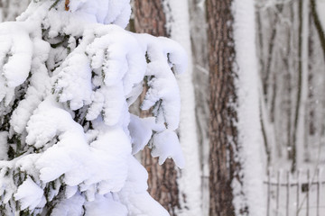 Strange branches covered with snow background winter concept